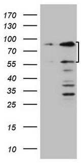 SP110 Antibody - HEK293T cells were transfected with the pCMV6-ENTRY control (Left lane) or pCMV6-ENTRY SP110 (Right lane) cDNA for 48 hrs and lysed. Equivalent amounts of cell lysates (5 ug per lane) were separated by SDS-PAGE and immunoblotted with anti-SP110.