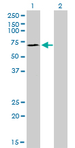 SP110 Antibody - Western blot of SP110 expression in transfected 293T cell line by SP110 monoclonal antibody (M01), clone 8C8.
