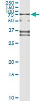 SP110 Antibody - Immunoprecipitation of SP110 transfected lysate using anti-SP110 monoclonal antibody and Protein A Magnetic Bead.