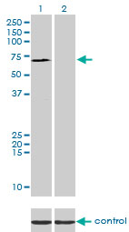 SP110 Antibody - Western blot of SP110 over-expressed 293 cell line, cotransfected with SP110 Validated Chimera RNAi (Lane 2) or non-transfected control (Lane 1). Blot probed with SP110 monoclonal antibody, clone 8C8. GAPDH ( 36.1 kD ) used as specificity.