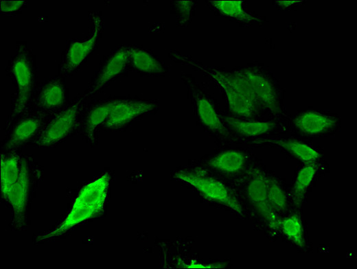 SP110 Antibody - Immunofluorescent analysis of Hela cells using SP110 Antibody at a dilution of 1:100 and Alexa Fluor 488-congugated AffiniPure Goat Anti-Rabbit IgG(H+L)