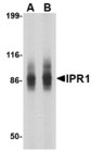 SP110 Antibody - Western blot of IPR1 in SW480 cell lysate with IPR1 antibody at (A) 1 and (B) 2 ug/ml.