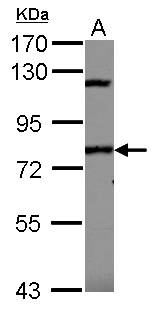 SP110 Antibody - Sample (30 ug of whole cell lysate) A: 293T 7.5% SDS PAGE SP110 antibody diluted at 1:1000