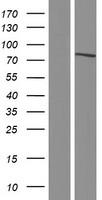 SP110 Protein - Western validation with an anti-DDK antibody * L: Control HEK293 lysate R: Over-expression lysate