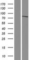 SP110 Protein - Western validation with an anti-DDK antibody * L: Control HEK293 lysate R: Over-expression lysate