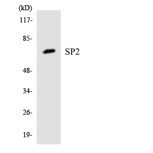 SP2 Antibody - Western blot analysis of the lysates from 293 cells using SP2 antibody.
