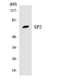 SP2 Antibody - Western blot analysis of the lysates from 293 cells using SP2 antibody.