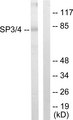 SP3+4 Antibody - Western blot analysis of lysates from Jurkat cells, using SP3/4 Antibody. The lane on the right is blocked with the synthesized peptide.