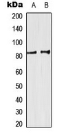 SP3+4 Antibody - Western blot analysis of SP3/4 expression in HeLa (A); K562 (B) whole cell lysates.