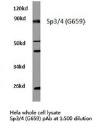 SP3+4 Antibody - Western blot of Sp3/4 (G659) pAb in extracts from HeLa cells.