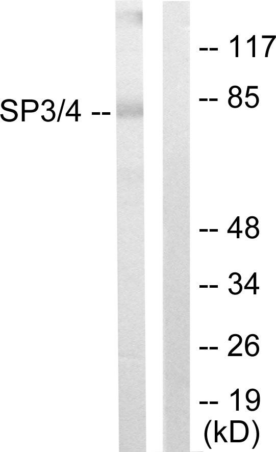 SP3+4 Antibody - Western blot analysis of extracts from Jurkat cells, using SP3/4 antibody.