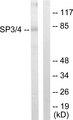 SP3+4 Antibody - Western blot analysis of extracts from Jurkat cells, using SP3/4 antibody.