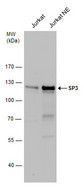 SP3 Antibody - Anti-SP3 antibody used in Western blot.