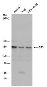 SP3 Antibody - Anti-SP3 antibody used in Western blot.