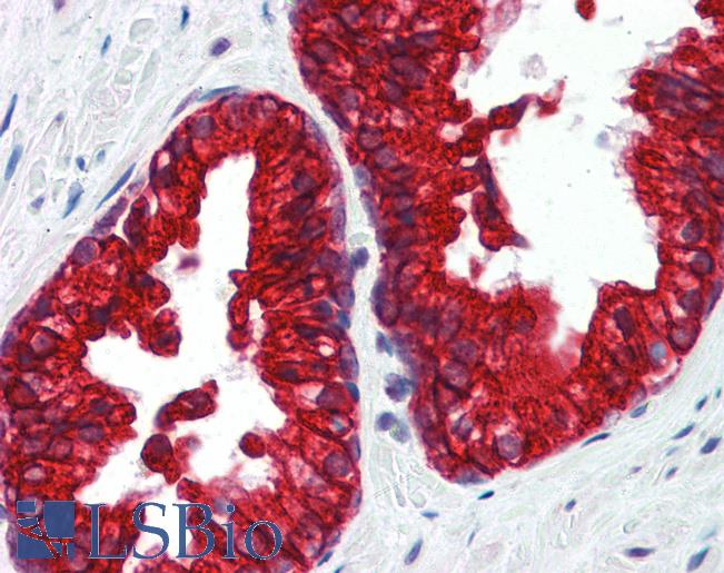 SP3 Antibody - Anti-SP3 antibody IHC of human prostate. Immunohistochemistry of formalin-fixed, paraffin-embedded tissue after heat-induced antigen retrieval. Antibody concentration 5 ug/ml.  This image was taken for the unconjugated form of this product. Other forms have not been tested.