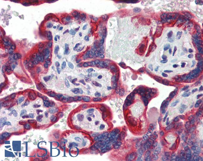 SP3 Antibody - Anti-SP3 antibody IHC of human placenta. Immunohistochemistry of formalin-fixed, paraffin-embedded tissue after heat-induced antigen retrieval. Antibody concentration 5 ug/ml.  This image was taken for the unconjugated form of this product. Other forms have not been tested.
