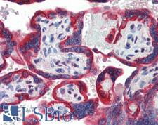 SP3 Antibody - Anti-SP3 antibody IHC of human placenta. Immunohistochemistry of formalin-fixed, paraffin-embedded tissue after heat-induced antigen retrieval. Antibody concentration 5 ug/ml.  This image was taken for the unconjugated form of this product. Other forms have not been tested.