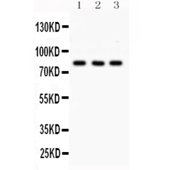 SP3 Antibody - SP3 antibody Western blot. All lanes: Anti SP3 at 0.5 ug/ml. Lane 1: PC-12 Whole Cell Lysate at 40 ug. Lane 2: HEPA Whole Cell Lysate at 40 ug. Lane 3: HELA Whole Cell Lysate at 40 ug. Predicted band size: 82 kD. Observed band size: 82 kD.