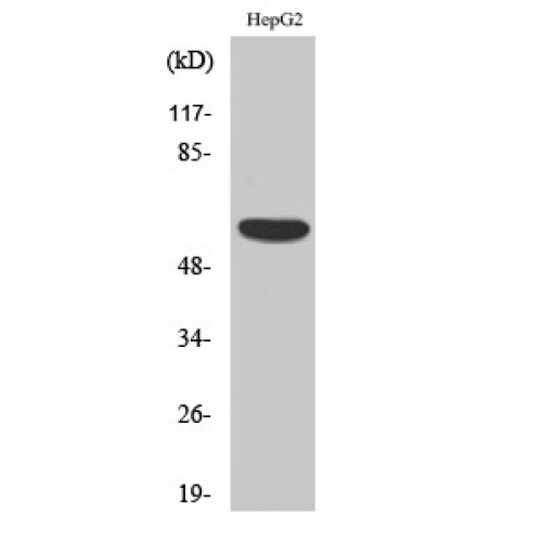 SP32 / ACRBP Antibody - Western blot of OY-TES-1 antibody