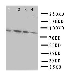 SP4 Antibody - WB of SP4 antibody. Lane 1: Rat Spleen Tissue Lysate. Lane 2: SGC Cell Lysate. Lane 3: HELA Cell Lysate. Lane 4: JURKAT Cell Lysate.