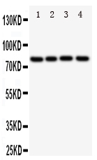 SP4 Antibody - Anti-SP4 antibody, Western blotting All lanes: Anti SP4 at 0.5ug/ml Lane 1: Rat Spleen Tissue Lysate at 50ug Lane 2: SGC Whole Cell Lysate at 40ug Lane 3: HELA Whole Cell Lysate at 40ug Lane 4: JURKAT Whole Cell Lysate at 40ug Predicted bind size: 82KD Observed bind size: 82KD