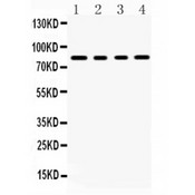 SP4 Antibody - SP4 antibody Western blot. All lanes: Anti SP4 at 0.5 ug/ml. Lane 1: Rat Brain Tissue Lysate at 50 ug. Lane 2: Mouse Brain Tissue Lysate at 50 ug. Lane 3: U87 Whole Cell Lysate at 40 ug. Lane 4: HELA Whole Cell Lysate at 40 ug. Predicted band size: 82 kD. Observed band size: 82 kD.