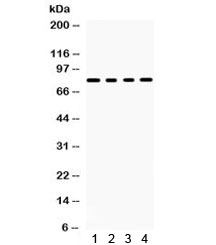 SP4 Antibody