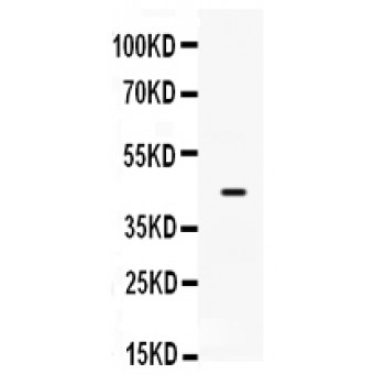 SP5 Antibody - SP5 antibody Western blot. All lanes: Anti SP5 at 0.5 ug/ml. WB: MCF-7 Whole Cell Lysate at 40 ug. Predicted band size: 42 kD. Observed band size: 42 kD.