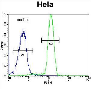 SP5 Antibody - SP5 Antibody flow cytometry of HeLa cells (right histogram) compared to a negative control cell (left histogram). FITC-conjugated goat-anti-rabbit secondary antibodies were used for the analysis.