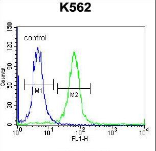 SP6 Transcription Factor Antibody - SP6 Antibody flow cytometry of K562 cells (right histogram) compared to a negative control cell (left histogram). FITC-conjugated donkey-anti-rabbit secondary antibodies were used for the analysis.