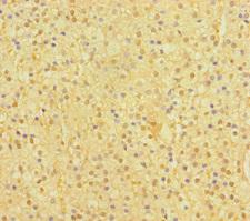 SP6 Transcription Factor Antibody - Immunohistochemistry of paraffin-embedded human adrenal gland tissue using SP6 Antibody at dilution of 1:100