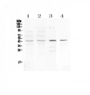 SP6 Transcription Factor Antibody - Western blot - Anti-SP6 Picoband antibody