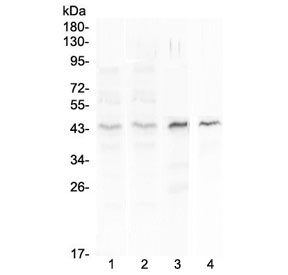 SP6 Transcription Factor Antibody - Western blot testing of 1) human placenta, 2) human MCF7, 3) rat spleen and 4) mouse spleen lysate with SP6 antibody at 0.5ug/ml. Predicted molecular weight ~40 kDa.