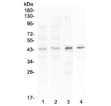 SP6 Transcription Factor Antibody - Western blot testing of 1) human placenta, 2) human MCF7, 3) rat spleen and 4) mouse spleen lysate with SP6 antibody at 0.5ug/ml. Predicted molecular weight ~40 kDa.