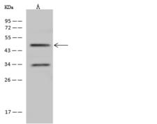 SP7 / Osterix Antibody - Anti-SP7 rabbit polyclonal antibody at 1:500 dilution. Lane A: U-251 MG Whole Cell Lysate. Lysates/proteins at 30 ug per lane. Secondary: Goat Anti-Rabbit IgG (H+L)/HRP at 1/10000 dilution. Developed using the ECL technique. Performed under reducing conditions. Predicted band size: 45 kDa. Observed band size: 45 kDa.