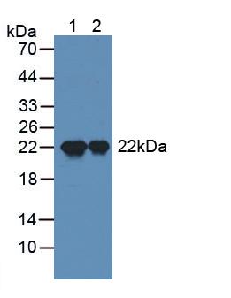 SPA17 / Sperm Protein 17 Antibody - Western Blot; Sample: Lane1: Mouse Testis Tissue; Lane2: Rat Testis Tissue.