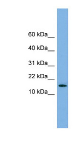 SPA17 / Sperm Protein 17 Antibody - SPA17 antibody Western blot of Fetal Heart lysate. This image was taken for the unconjugated form of this product. Other forms have not been tested.