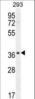 SPACA1 Antibody - SACA1 Antibody western blot of 293 cell line lysates (35 ug/lane). The SACA1 antibody detected the SACA1 protein (arrow).