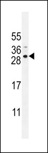 SPACA5 Antibody - SPACA5B Antibody western blot of NCI-H292 cell line lysates (35 ug/lane). The SPACA5B antibody detected the SPACA5B protein (arrow).