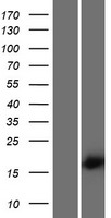 SPACA5 Protein - Western validation with an anti-DDK antibody * L: Control HEK293 lysate R: Over-expression lysate
