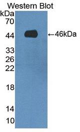 SPAG1 / TPIS Antibody - Western blot of SPAG1 / TPIS antibody.