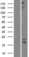 SPAG11B Protein - Western validation with an anti-DDK antibody * L: Control HEK293 lysate R: Over-expression lysate