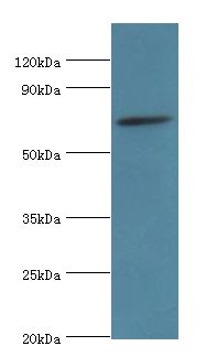 SPAG16 Antibody - Western blot. All lanes: SPAG16 antibody at 6 ug/ml+mouse brain tissue. Secondary antibody: Goat polyclonal to rabbit at 1:10000 dilution. Predicted band size: 71 kDa. Observed band size: 71 kDa.