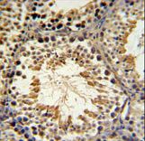 SPAG16 Antibody - SPG16 Antibody IHC of formalin-fixed and paraffin-embedded mouse testis tissue followed by peroxidase-conjugated secondary antibody and DAB staining.