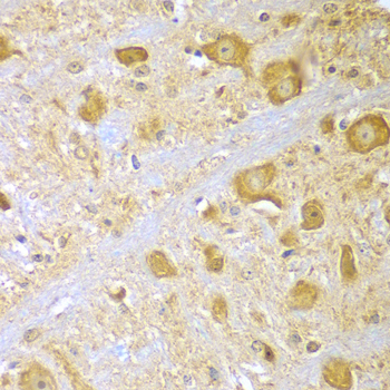 SPAG16 Antibody - Immunohistochemistry of paraffin-embedded mouse brain tissue.