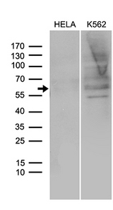 SPAG4 Antibody - Western blot analysis of extracts. (35ug) from 2 different cell lines by using anti-SPAG4 monoclonal antibody. (1:500)