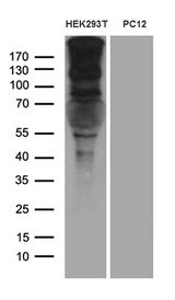 SPAG5 / MAP126 Antibody - Western blot analysis of extracts. (35ug) from 2 different cell lines by using anti-SPAG5 monoclonal antibody. (1:500)