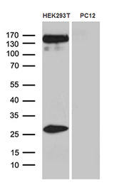 SPAG5 / MAP126 Antibody - Western blot analysis of extracts. (35ug) from 2 different cell lines by using anti-SPAG5 monoclonal antibody. (1:500)