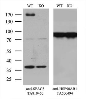 SPAG5 / MAP126 Antibody - Equivalent amounts of cell lysates  and SPAG5-Knockout 293T cells  were separated by SDS-PAGE and immunoblotted with anti-SPAG5 monoclonal antibody(1:200). Then the blotted membrane was stripped and reprobed with anti-HSP90AB1 antibody  as a loading control.