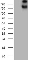 SPAG5 / MAP126 Antibody - HEK293T cells were transfected with the pCMV6-ENTRY control. (Left lane) or pCMV6-ENTRY SPAG5. (Right lane) cDNA for 48 hrs and lysed. Equivalent amounts of cell lysates. (5 ug per lane) were separated by SDS-PAGE and immunoblotted with anti-SPAG5. (1:2000)